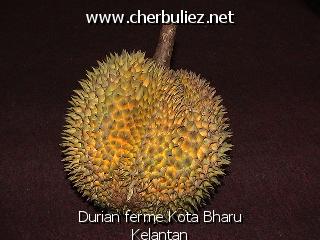 légende: Durian ferme Kota Bharu Kelantan
qualityCode=raw
sizeCode=half

Données de l'image originale:
Taille originale: 139058 bytes
Temps d'exposition: 1/50 s
Diaph: f/340/100
Heure de prise de vue: 2002:08:30 16:54:57
Flash: oui
Focale: 42/10 mm
